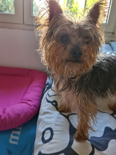 Clínica Veterinaria Miguel Cabello — SERVICIOS en Granada