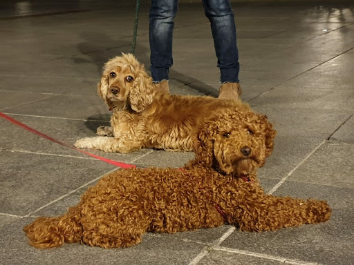 Foto del negocio