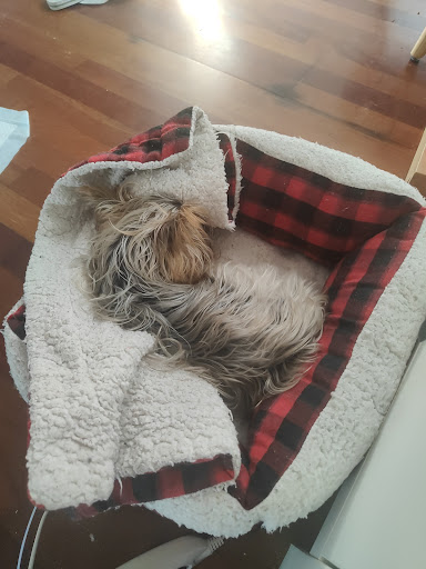 ISPEVET hospital veterinario — SERVICIOS en Granada